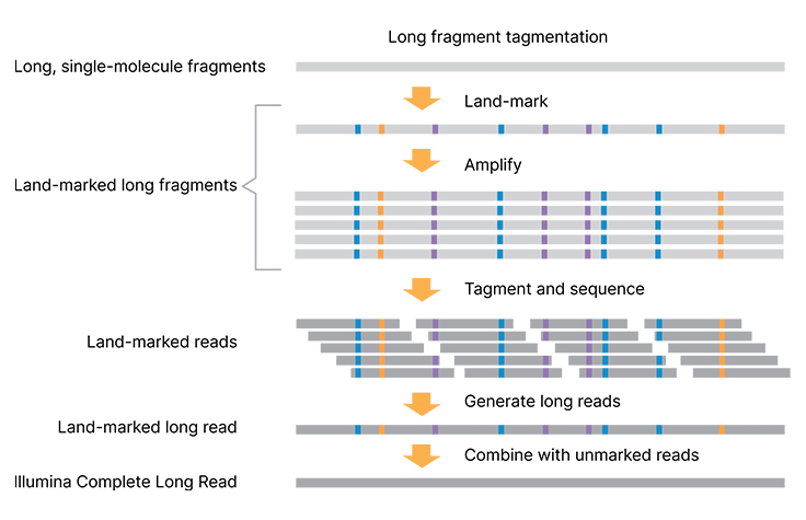 Introducing Illumina Complete Long Read sequencing technology